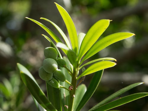 Podocarpus latifolius