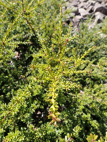 Podocarpus lawrencei (Mountain Plum Pine) — photo