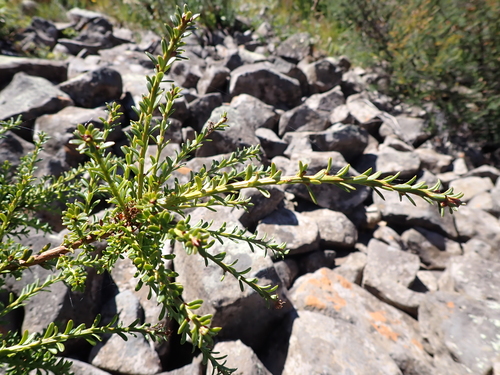 Podocarpus lawrencei (Mountain Plum Pine) — photo