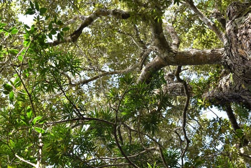 Podocarpus macrophyllus (Japanese Yew) — photo