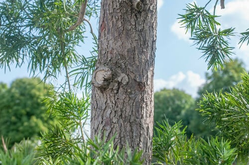 Podocarpus macrophyllus