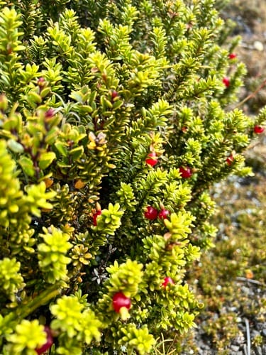 Podocarpus nivalis (Tauhinu) — photo