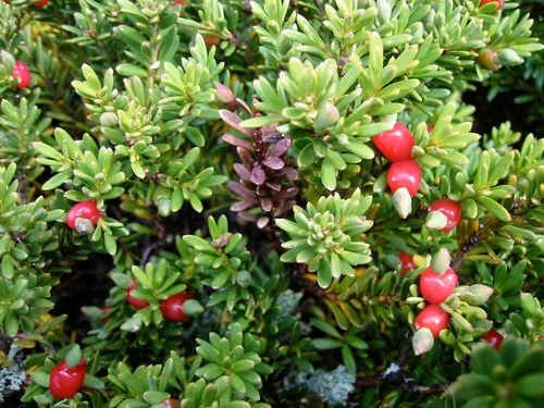 Podocarpus nivalis