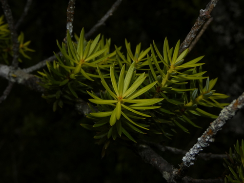 Podocarpus nubigenus