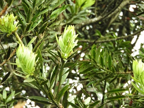 Podocarpus oleifolius — photo