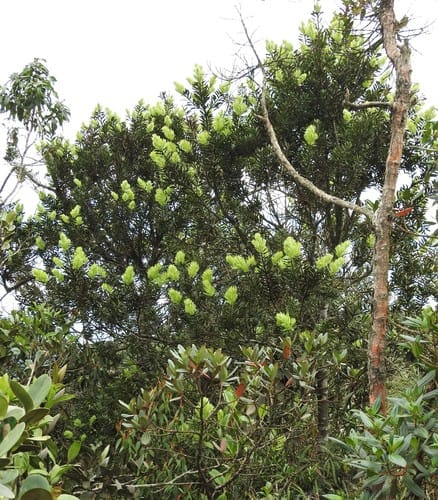Podocarpus oleifolius — photo