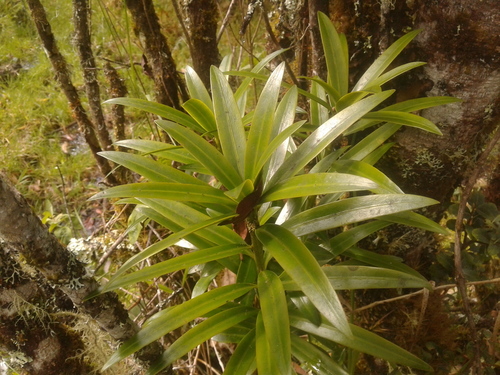 Podocarpus oleifolius