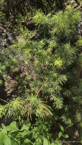 Podocarpus parlatorei (Pino de monte) — photo