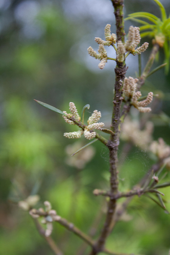 Podocarpus parlatorei (Pino de monte) — photo