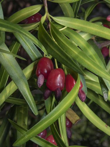 Podocarpus salignus — photo