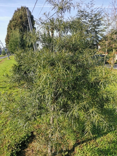 Podocarpus salignus — photo