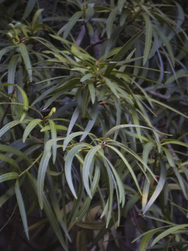 Podocarpus salignus