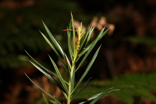 Podocarpus spinulosus (Plum Pine) — photo
