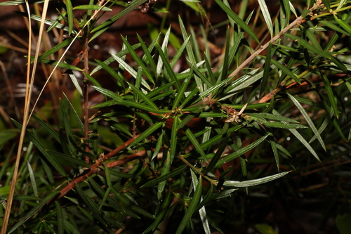 Podocarpus spinulosus (Plum Pine) — photo