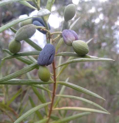 Podocarpus spinulosus