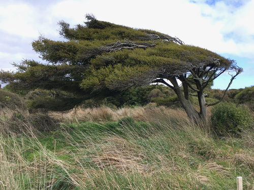 Podocarpus totara (Totara) — photo
