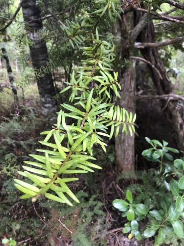 Podocarpus totara (Totara) — photo