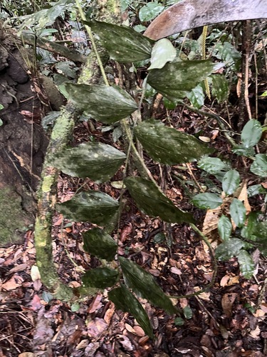 Podococcus barteri — photo