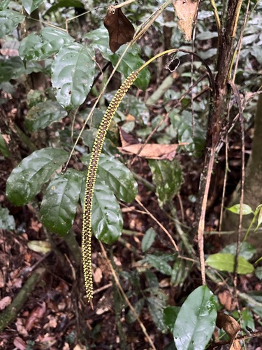 Podococcus barteri
