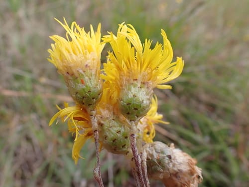 Podolepis hieracioides (Long podolepis) — photo