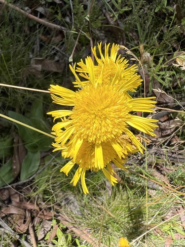 Podolepis hieracioides