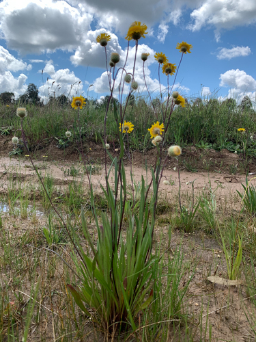 Podolepis jaceoides (Showy Podolepis) — photo