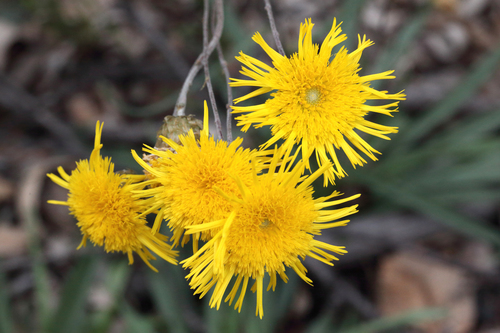 Podolepis jaceoides (Showy Podolepis) — photo
