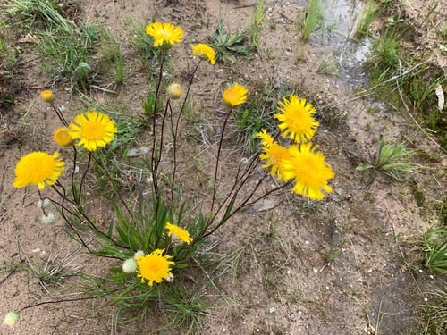 Podolepis jaceoides