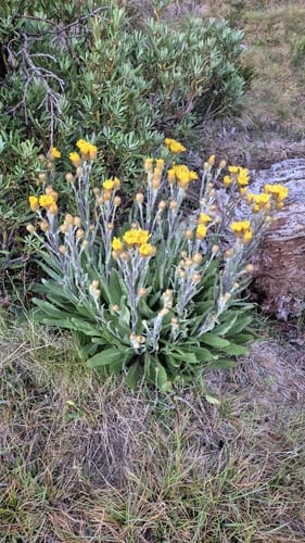 Podolepis robusta (Alpine podolepis) — photo