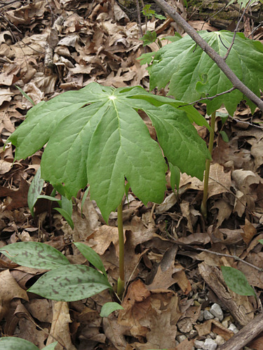 Podophyllum peltatum (May apple) — photo