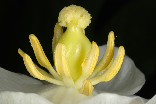 Podophyllum peltatum (May apple) — photo