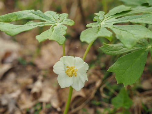 Podophyllum peltatum