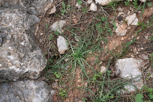 Podospermum canum