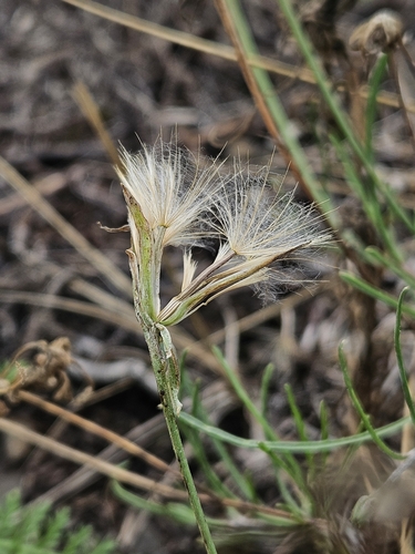 Podospermum laciniatum — photo