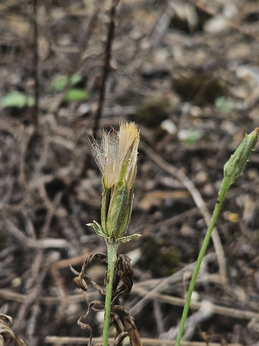 Podospermum laciniatum — photo