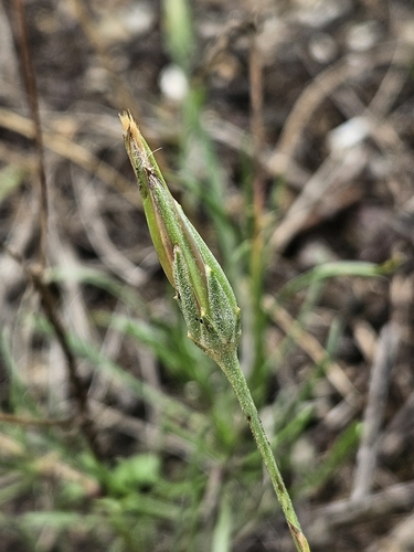 Podospermum laciniatum
