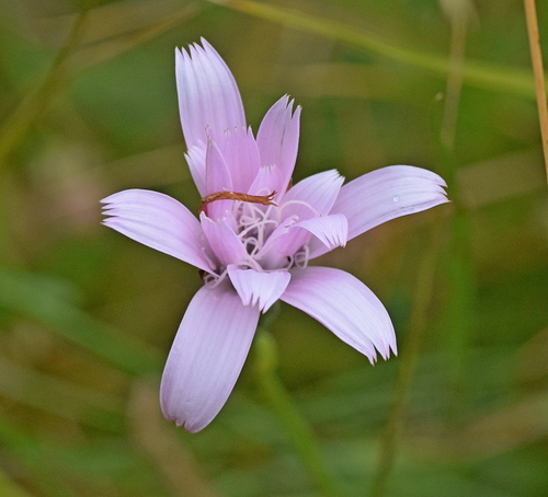 Podospermum roseum (Crni korjen) — photo