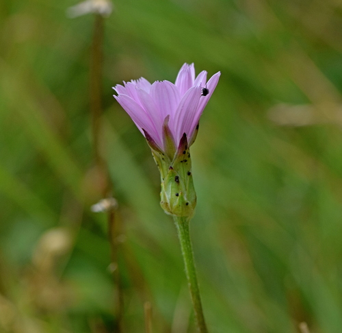 Podospermum roseum (Crni korjen) — photo
