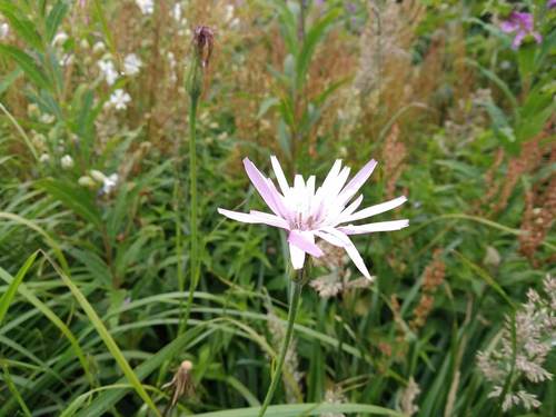 Podospermum roseum