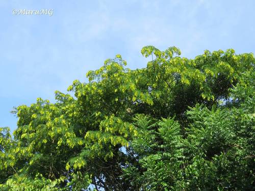Poeppigia procera (Guaje) — photo