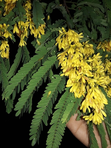Poeppigia procera