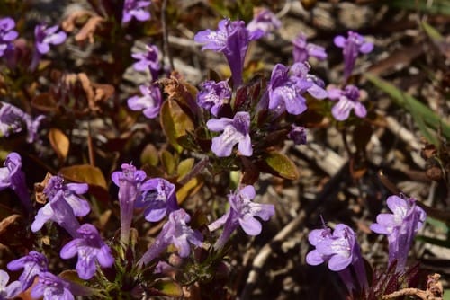 Pogogyne douglasii subsp. parviflora (Mesamint) — photo