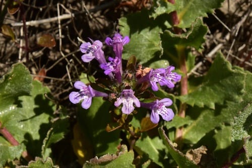 Pogogyne douglasii subsp. parviflora (Mesamint) — photo