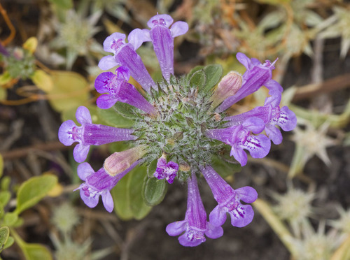 Pogogyne douglasii subsp. parviflora