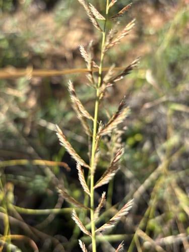 Pogonarthria squarrosa — photo