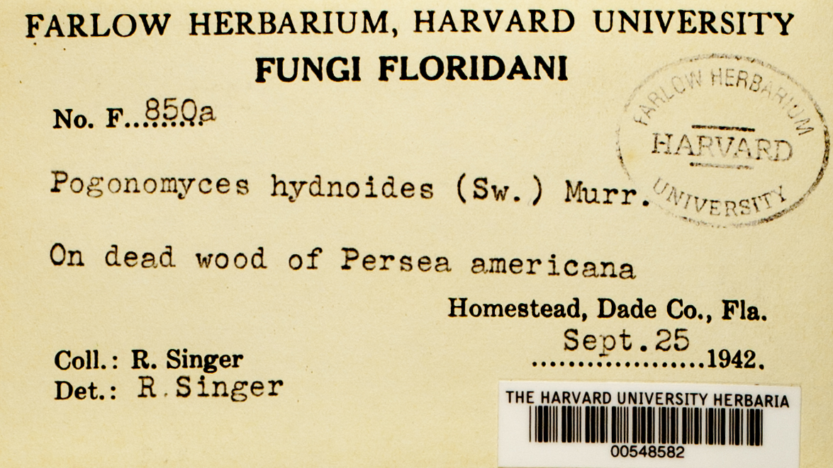Pogonomyces hydnoides — photo