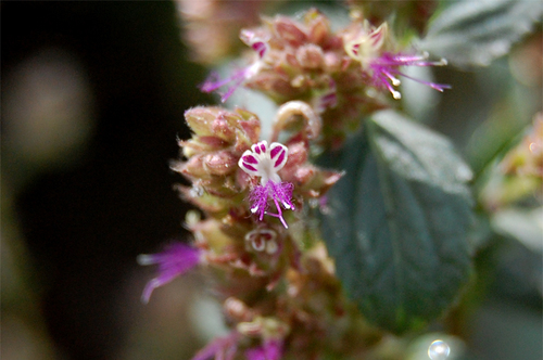 Pogostemon benghalensis (Bengal pogostemon) — photo