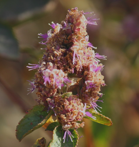 Pogostemon benghalensis (Bengal pogostemon) — photo