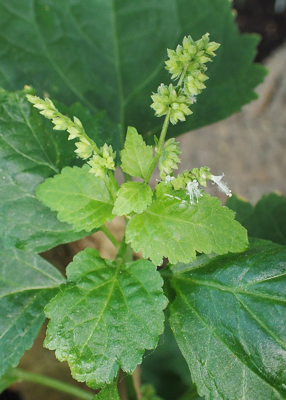 Pogostemon cablin (Patchouli) — photo