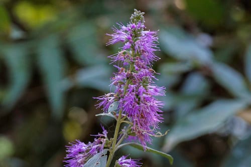 Pogostemon elsholtzioides — photo
